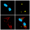 Nucleus, Golgi and Mitochondria decorated with spectrally separable VFPs